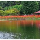 꽃무릇공원 이미지