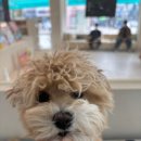 대형견 이발소 이미지