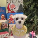 알로하펫 이미지