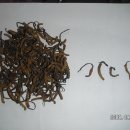 네팔 히말라야에서 채취한 동충하초 " 야차쿰바 " 이미지