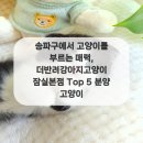 더 반려 강아지분양 고양이분양 잠실본점 이미지