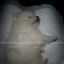 루이펫독 이미지