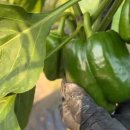 해피농장 이미지