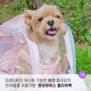 원오브어스 | 강아지 이동가방 원오브어스 포켓 클리어백 3개월 사용후기