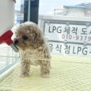 The멍멍 이미지