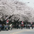 벚꽃주유소 이미지