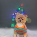 어쩔댕댕 이미지