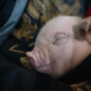 붉은돼지 이미지