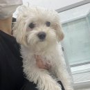 멍멍아 미용하자 이미지