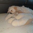 골든리트리버(가정견) 책임분양합니다 이미지