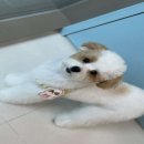 하이!털찌니들 이미지