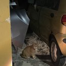 (유)제주현대렌트카 네이버블로그