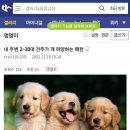 2030 견주가 개 파양하는 패턴 이미지