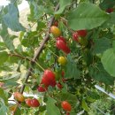 보리수 - 여수시 중앙로 50-1 | 보리수