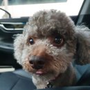 그루밍 나나 | 부산 기장 애견미용 그루밍나나 내돈내산 후기