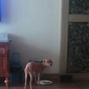 경기도 시흥시 정왕동 강아지 찾습니다 이미지