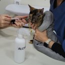 서동 동물메디컬센터 | 서동 동물메디컬센터 고양이(여아) 중성화 후기
