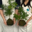 아이비플라워 앞 | 광주 산수동 꽃집, Tui 투이 플라워 이끼볼 코케다마 원데이클래스 후기(주차, 소요시간, 식물종류)