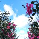 동백운수 이미지