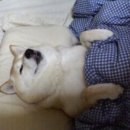 미인닭발 이미지