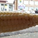 일출여다지 이미지