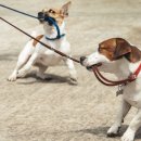 두리틀동물병원 이미지