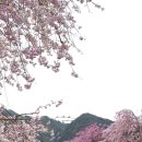 거창군봉산보건진료소 | [경남거창] 4월 수양벚꽃명소 '임불마을' 후기/개화율/주차