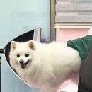 비비펫살롱 이미지