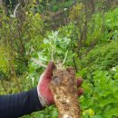 장원농장 이미지