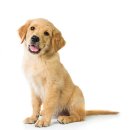 꿈의 애견미용 이미지