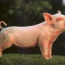 뽑기돼지 이미지