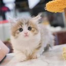 퍼피몽 강아지분양 고양이분양 군산본점 | 라온캣 대전고양이 분양 본점에서 반려묘를 찾으세요! 🐾