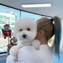 몽글몽글 애견유치원 이미지