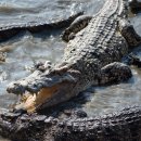 악어상사 이미지