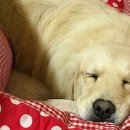 직전농장 이미지