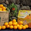 귤하우스 이미지