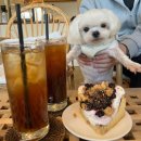 루나 카페 | 경기도 파주 애견동반 수제 케이크가 맛있는 감성 디저트 카페 루나블루 후기