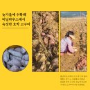 알프스팜피아