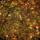 방배동 할매쭈꾸미 인천지사 이미지