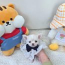 드림독 강아지 고양이 안심분양센터 시흥점 | 신천동강아지분양을 위한 버디독 강아지분양 안심분양센터 시흥점 방문 후기