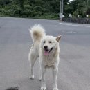 신상로 | [공지] 제주 애월 독채 펜션 ‘스테이 온’ 내 돈 내산 후기, 자쿠지·단독 수영장·다도 키트까지!