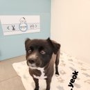 다솜애견미용실 이미지