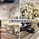 쌍둥이농장 | 강릉 가볼만한곳 강릉쌍둥이동물농장 동물원