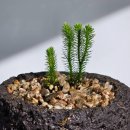 석송 | 토종자생식물 다람쥐꼬리 석송 고사리 테라리움 비바리움 이용후기