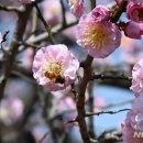 멀리가는 향기 이미지