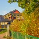 임실덕천리가침박달군락 이미지