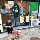 어서와 댕댕아 이미지