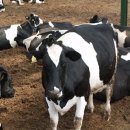 안성목장 이미지