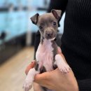 강아지분양 애견분양 퍼피플라워 중랑점 | 중랑구강아지분양 체크리스트와 계약 주의사항 강아지분양 애견분양 퍼피플라워 중랑점