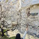 원광대체육관 앞 이미지